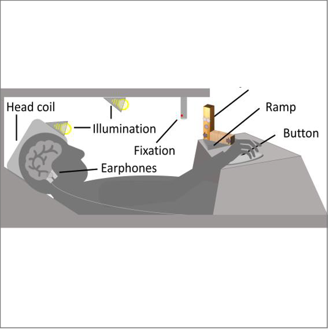 Sketch of experimental setup showing a person an MRI scanner grasping an object. 